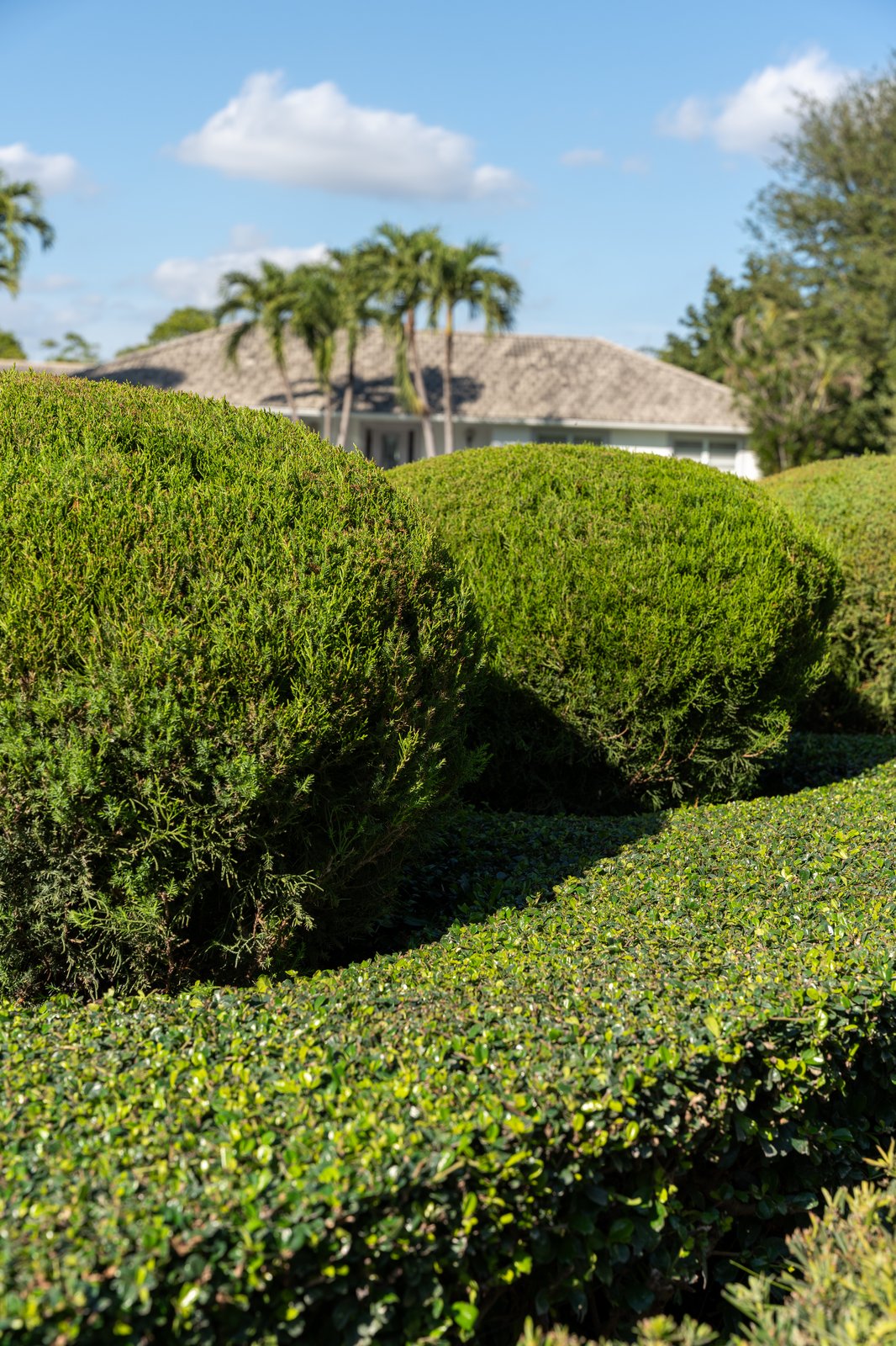 Formal landscape beds and mature palms at a private home