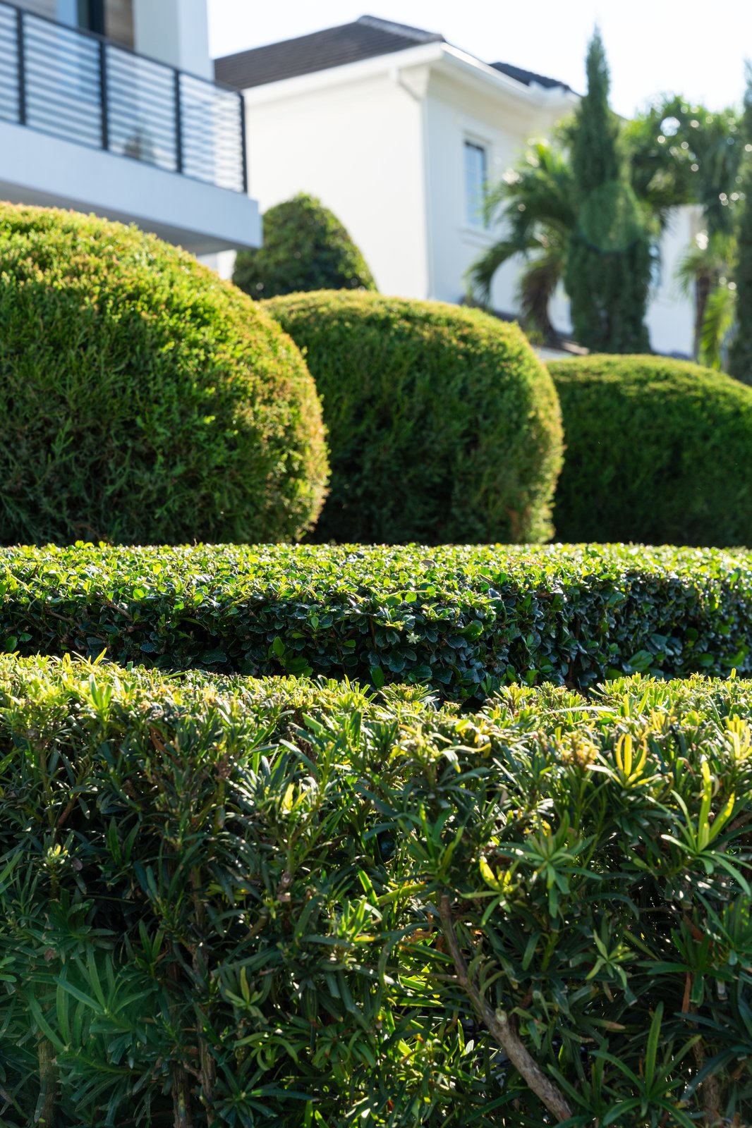 Waterfront estate grounds with shaped hedges and lawn