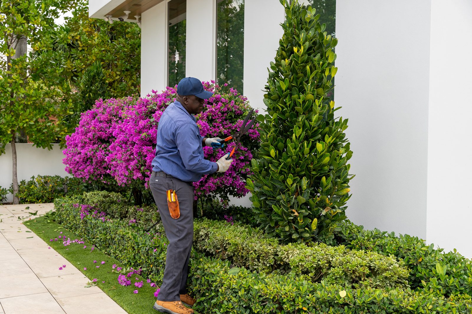 Flowering bougainvillea and trimmed hedging beside an estate colonnade